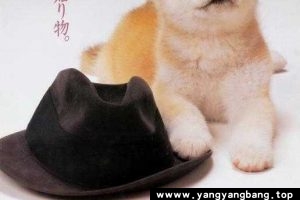 日剧《忠犬八公物语》高清视频日语中字[MP4/3GB]百度云网盘下载