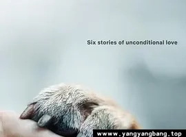 纪录片《爱犬情深/Dogs》全集4K超高清电影视频合集英语中字在线看[MP4/67.1GB]云网盘下载