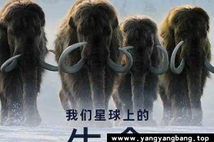 纪录片《我们星球上的生命》视频合集[MP4/21GB]百度云网盘下载